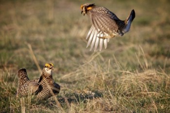 Fighting chickens.