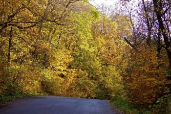 Autumn beauty along the single road through the park.