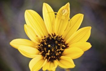 A crab spider lurks inside a sunflower, waiting to ambush his supper.