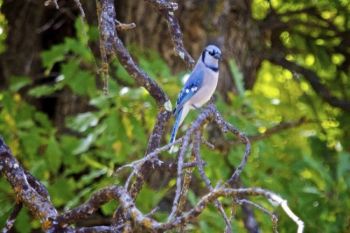 A blue jay on the wildlife loop.