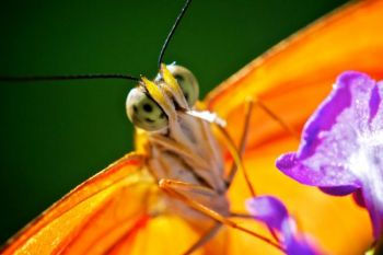 An extreme close-up of a Julia butterfly feeding.