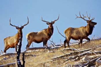 One camera-shy elk wandered off after spotting the photographer.