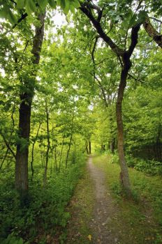 A view of the Aspen Spring trail.