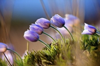 The state flower would appear almost tulip-like if not for the tell-tale leafy green fingers.