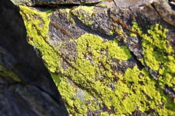 Vivid green moss of some sort adorns this ancient rock found along the hiking trail.