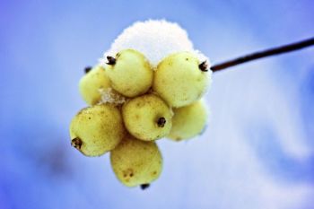 A small cluster of snowy snowberries.