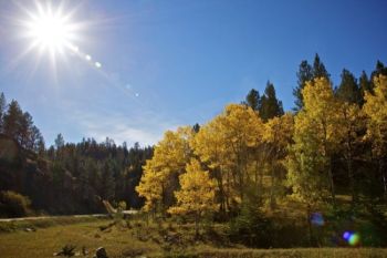 Sunshine along the Roughlock Falls road.