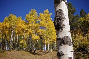 Aspen groves on the way to Cement Ridge.