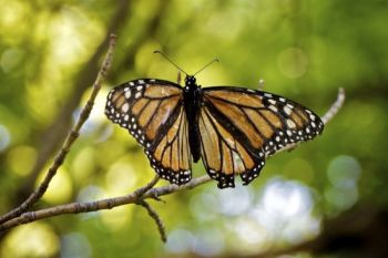 A battered and faded female Monarch butterfly resting on a tree branch in the creek bottom.