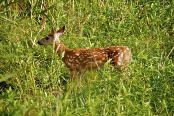 A fawn follows its mother in the tall grass.