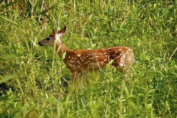 A fawn follows its mother in the tall grass.