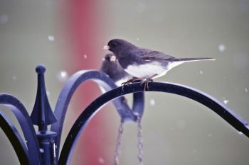 A male Dark-Eyed Junco.