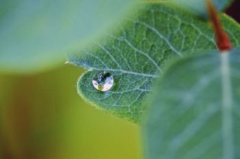 In the undergrowth along the hiking trail, a rain drop clings to a leaf.