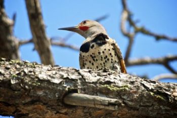 A Northern Flicker woodpecker kept a watchful eye on me as I walked below its nest.