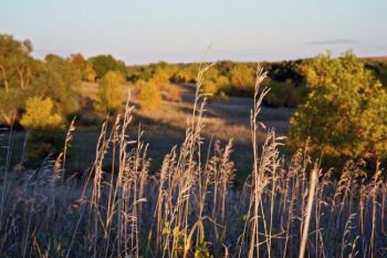 Tall grass and colorful trees taken from the eastern edge of the park.