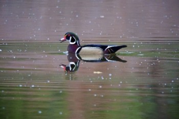 Wood duck on Mud Lake.