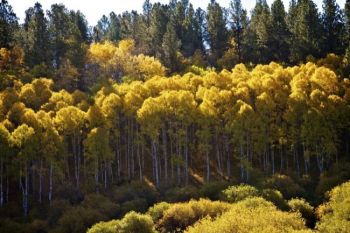 Aspen groves on the way to Cement Ridge.