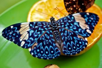 A King Cracker butterfly dining on orange juice.