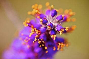 A close-up of a Lead Plant blossom found about a third of the way up the trail.