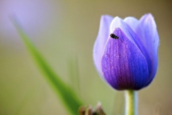 Insects like this small black beetle are active in the spring weather.