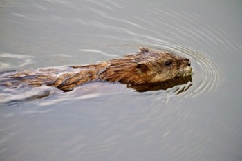 Muskrat moving through Mud Lake’s waters.