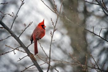 Male cardinals are very territorial. This one's guarding his prime location near the Outdoor Campus.