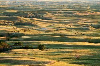 Buffalo dot the rolling hills of the Sage Creek Wilderness on a golden summer evening.