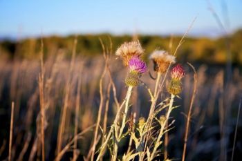 Thistle plants prepare to release their seedlings.