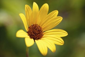 Sunflowers bloom along the hills.