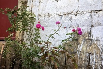 Guatemala exports fresh flowers and here is an example of a lovely rose bush growing wild along a village’s whitewashed wall.