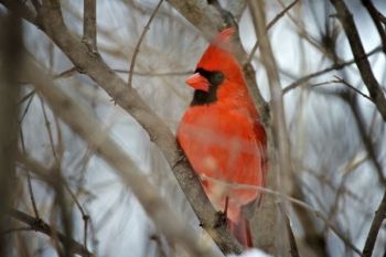 Male cardinals are easy to spot amid bare branches.