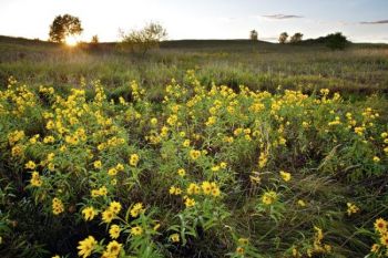 A patch of tall sunflowers wave in the wind at sunset.