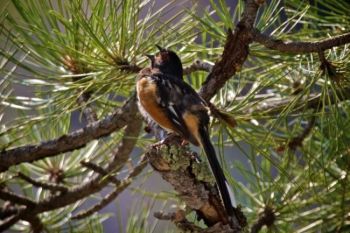 A Spotted Towhee called out loudly as I passed by.