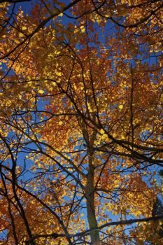 An orange Aspen canopy near Iron Creek Lake.