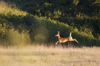 This young white-tailed buck saw me before I saw him. I was awfully lucky to catch him mid-flight as he literally high-tailed it away from me.