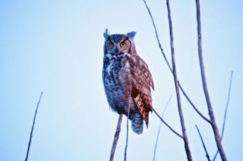 Christian got into a hooting contest with this Bad River Road denizen.