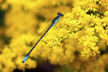 A damselfly perches on a goldenrod flower.