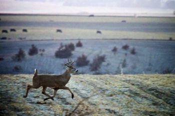 Whitetail buck in McCook County.