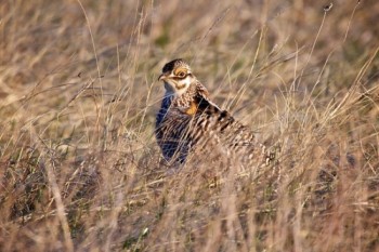 Portrait of a prairie chicken.