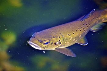 A brown trout prepares to snack on an aquatic insect.