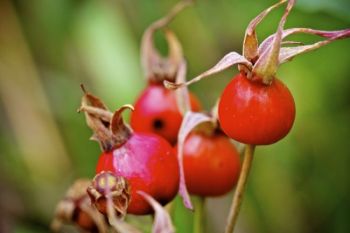 Rose hips along Lake Alvin's shore.