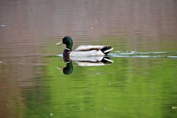 Mallard duck on Mud Lake.
