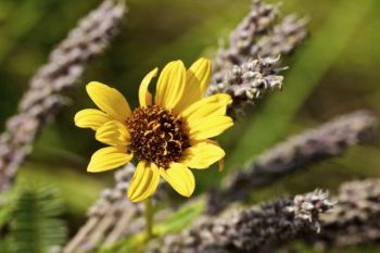 A sunflower peeks out from a lead plant's past flowerings.