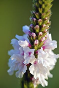A white and pink-blossomed vervain in bloom.