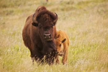 Two members of the park's small herd of buffalo.