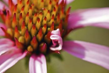 Closeup of a black samson flower