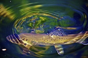 Only a few bubbles and a ripple remain after the trout gets his treat.