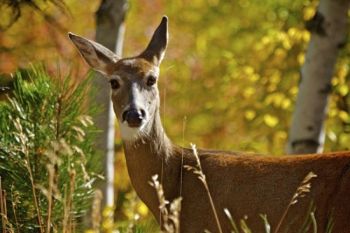 A doe watches traffic as she grazes along the edge of a park road.