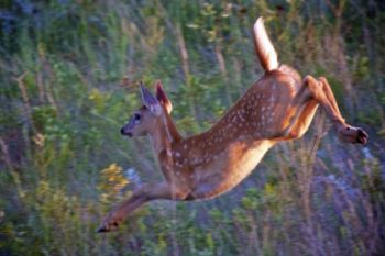 A fawn flees at the sight of a human.