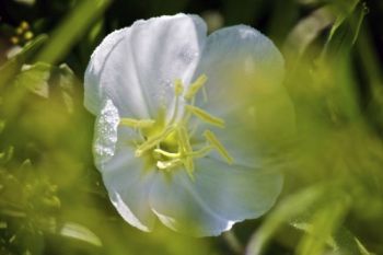 Gumbo lily in bloom in the Grand River National Grasslands.